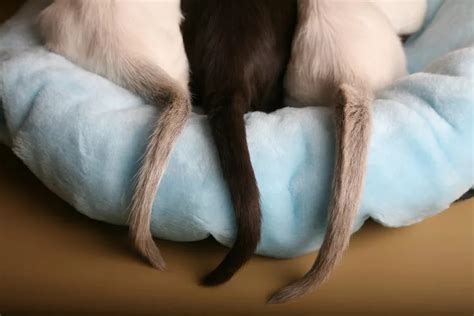 Cat Tail Twitching: What Does it Mean? | Whitney Veterinary Hospital