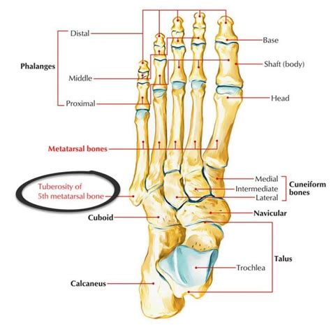 Lateral Midfoot & Styloid Process Blisters - Blister Prevention