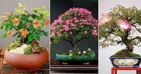 17 Best Mimosa Tree Bonsai Pictures | Balcony Garden Web