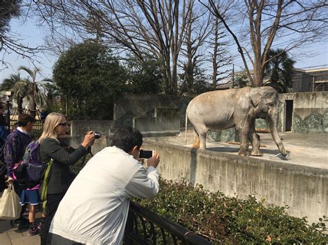 Japan zoo to improve conditions but keep elephant after B.C. woman's ...