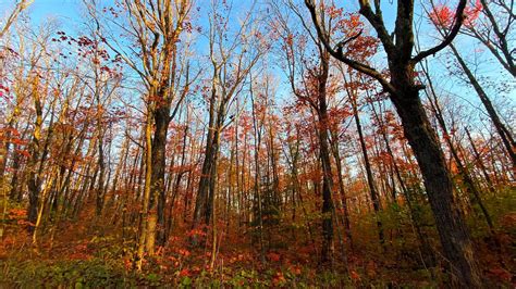 Fall Color Finder: How colorful is Minnesota's foliage? - KSTP.com 5 Eyewitness News