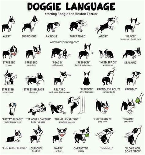 Understanding dog body language is part of my job as a pet photographer. This is an excellent ...