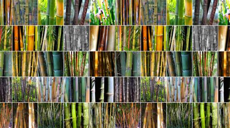 The different types of bamboo you should know – TopsDecor.com