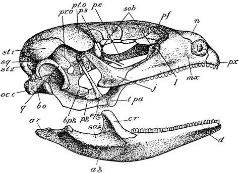 Lizard Skull | ClipArt ETC