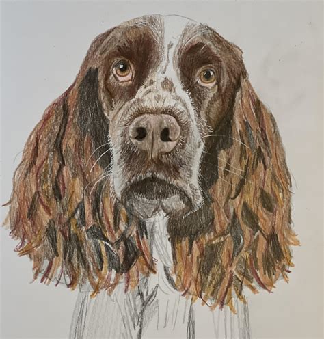 English Springer Spaniel Portrait : r/springerspaniel