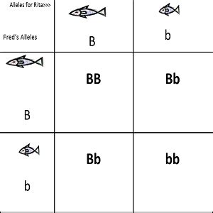 Monohybrid Cross Examples With Answers