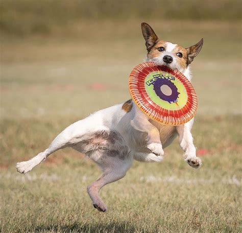 Disc Sports: A fun way to stay active and bond with your dog. - Paw ...