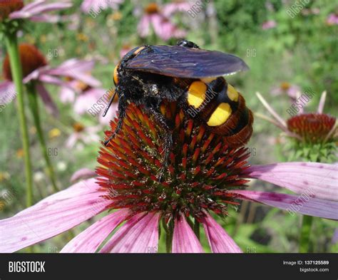 Mammoth Wasp Female ( Image & Photo (Free Trial) | Bigstock