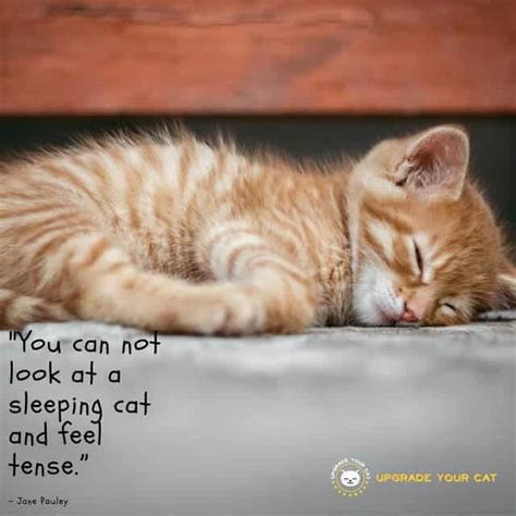 17 Cute and Fun Cat Quotes with Images