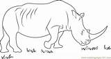 African Black Rhino Coloring Page For Kids  Free Rhinoceros Printable sketch template