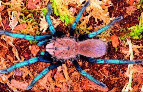 New species of tarantula found in Malaysia has electric blue legs - Earth.com