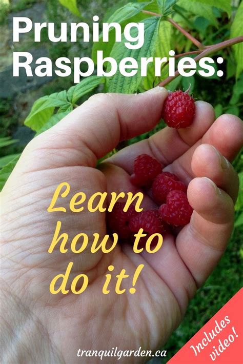 Prune Raspberries: How To Get Better Harvests | Pruning raspberries, Growing raspberries ...