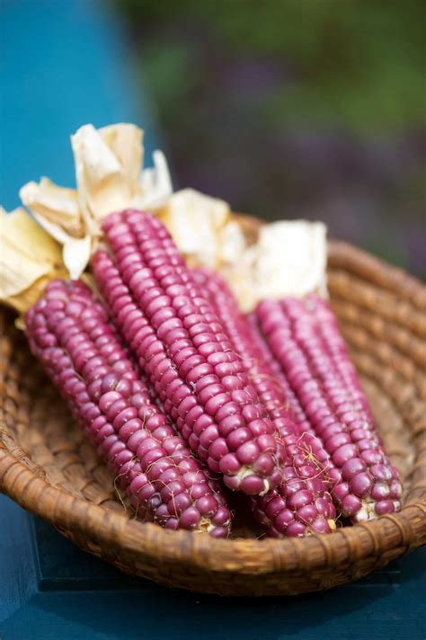 Native American Gardening | MOTHER EARTH NEWS | American garden, Organic gardening, Corn seed