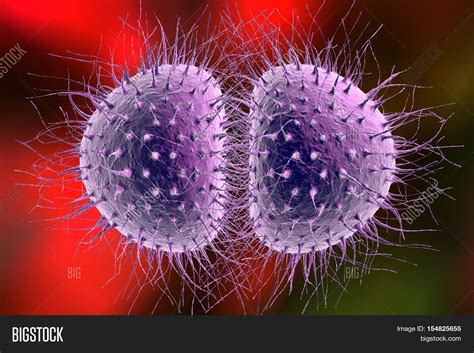 Bacteria Neisseria Image & Photo (Free Trial) | Bigstock