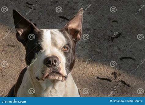 American Staffordshire Terrier. Black and White Amstaff Dog Portrait Stock Image - Image of ...