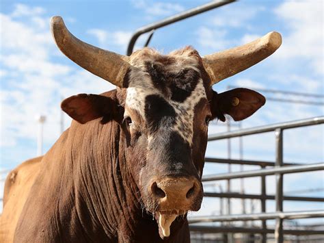 Bushwacker PBR Bucking Bull to Retire at World Finals : People.com