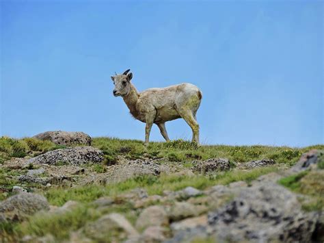 Bighorn Sheep Ewe Photograph by Connor Beekman - Fine Art America