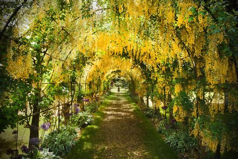 Top 10 Laburnum Tree Varieties You Must Know About - The Arches