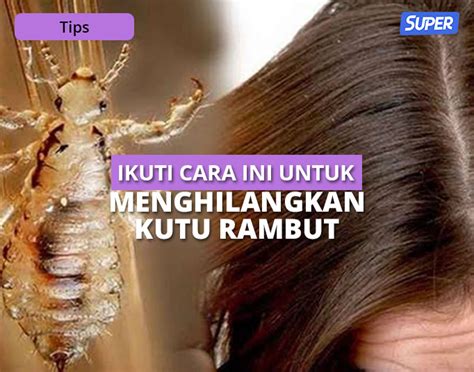 12 Cara Menghilangkan Kutu Rambut Sampai Telurnya, Ampuh!