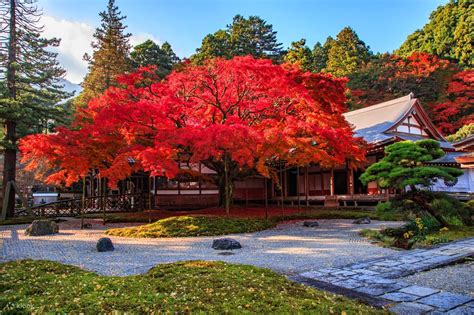 1-Day Kamado-jinja Shrine & Dazaifu Tenmangu Autumn Leaves Tour - Klook Malaysia