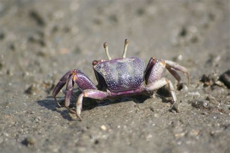 These amazing purple crabs can be seen on the river banks. - the Gambia | The gambia, My ...