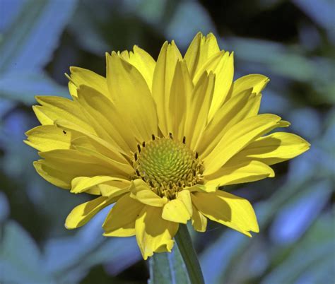 Perennial sunflower | Genus Helianthus. | Richard Whitby | Flickr