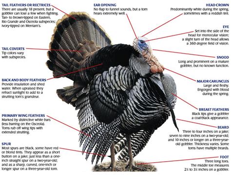 What is the Turkey Neck Called? A Guide to the Wattle and Caruncle ...