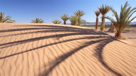 nature, Landscape, Palm Trees, Sand, Desert, Dune, Shadow, Trees, Hill Wallpapers HD / Desktop ...