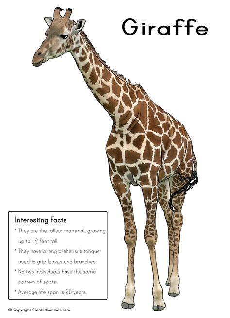 GIRAFFE FACTS image galleries - imageKB.com