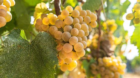 Albariño (Alvarinho) - White Wine Grape Variety