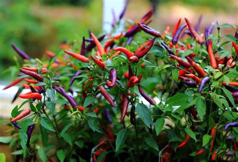 Heirloom 200pcs/lot Thai Sun Hot Pepper Capsicum Annuum Ornamental Chili Bonsai Plant Mini Hot ...