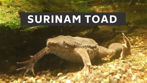 Surinam toad || surinam toad care || surinam toad lifespan || surinam ...