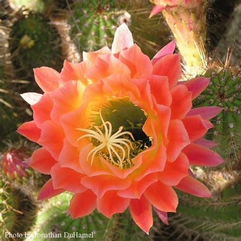 Spectacular flowers of the Red Torch Cactus – Arizona Daily Independent