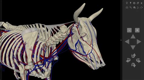 3D Bovine Anatomy - Biosphera