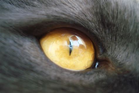 9 Cat Eye Colors And Their Rarity [VIDEO]