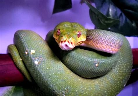 Interested in learning about arboreal snakes