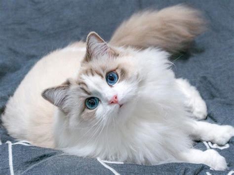 Mèo Ragdoll giá bao nhiêu? Thông tin thú vị về mèo Ragdoll mắt xanh