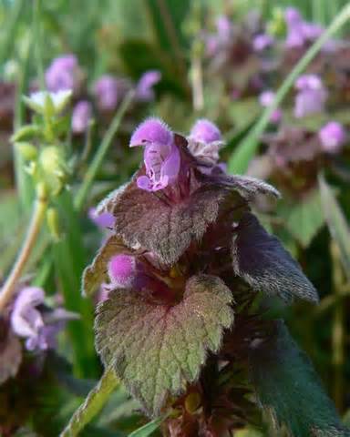 Red dead-nettle - Lamium purpureum © bernard bradley :: Geograph Britain and Ireland