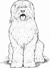 Dog Breed Coloring Pages Sketch Page sketch template