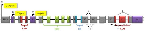 Architecture of the human p63 gene structure: alternative splicing (α ...