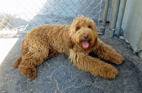 Google Image Result for http://midwestlabradoodle.com/wp-content ...