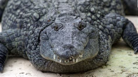 Nile crocodiles identified in South Florida - CNN