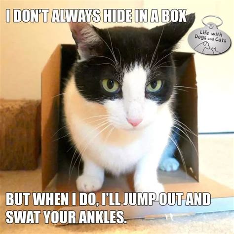 20 Funny Pictures Of Box-Loving Cats