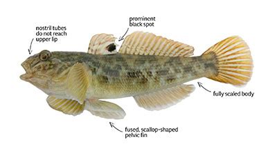 Round Goby - NYS Dept. of Environmental Conservation