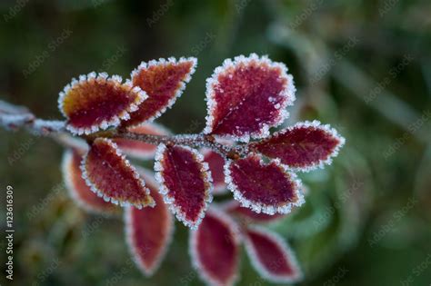 frost plants Stock Photo | Adobe Stock