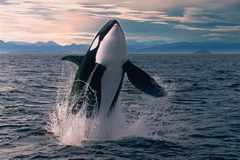 Orcas (Orcinus orca) | New Scientist