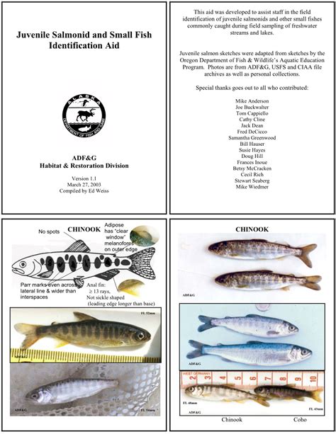 Juvenile Salmonid and Small Fish Identification - DocsLib