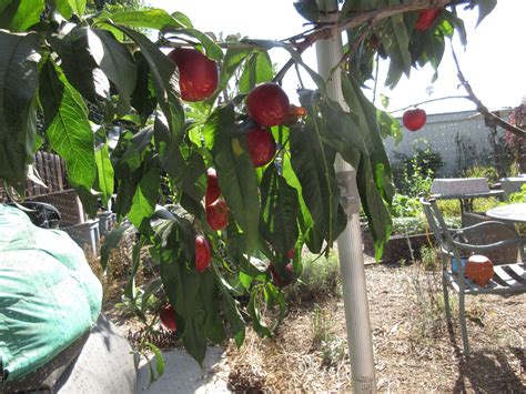 In Honor of Stone Fruit Season - Recipes - Gardenerd