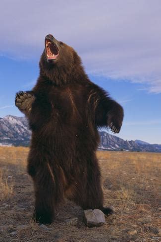 Roaring Grizzly Bear Photographic Print by DLILLC - AllPosters.co.uk