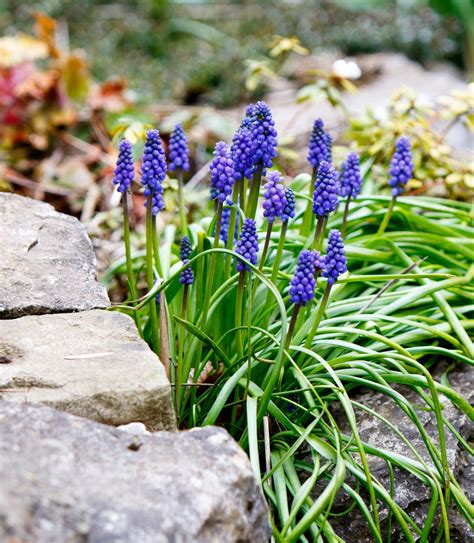 Grape Hyacinth Flowers Free Stock Photo - Public Domain Pictures